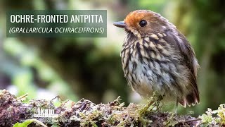 Ochrefronted Antpitta Grallaricula ochraceifrons endemic to Peru [upl. by Golub]