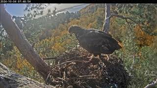 A young traveler  Whitetailed eagles nest  October 4 2024 [upl. by Josefina95]