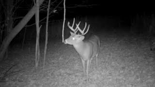 Advanced Whitetail Rut Hunting and Habitat Strategies [upl. by Neitsirhc]