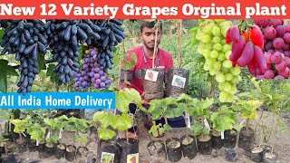 12 अंगूर की किस्मों के पौधे उपलब्ध हैं 12 grape varieties are introduced All India Home Delivery [upl. by Mraz]