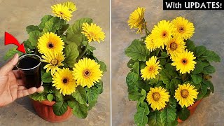 DO THESE 5 THINGS on Gerbera For MORE Flowers [upl. by Deeann]