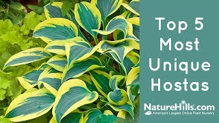 Top 5 Most Unique Hostas  NatureHillscom [upl. by Cleo]