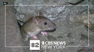 New York City falls in national rattiest city rankings [upl. by Higginbotham]