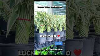 A plant that bring goodluck to your home  plants shorts [upl. by Arbmik]