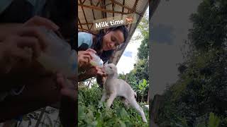 Baby goat drinking milk from bottle babygoat farmlife milk bottlefed baby asmr [upl. by Alaster]