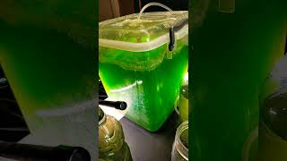 Algae project progress and harvesting biofuels sustainability experiment science microalgae [upl. by Yrbua]