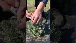 Pruning Young Lavender Plants [upl. by Ekim]