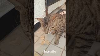 This Cat Come Every Day For Food shortsvideoviral stylewithsimpleliving [upl. by Atilol]