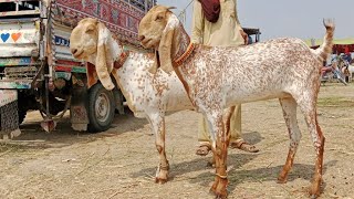 Madrasa Mandi Update  Qurbani 2025 wlay Bakry Bachon wali Bakriyan By Sahiwal Bakra Tv [upl. by Kovar409]