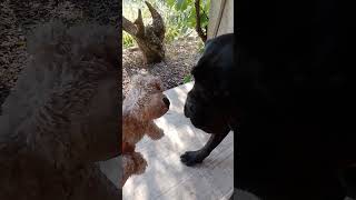 Chien VS ours polaire [upl. by Selda92]