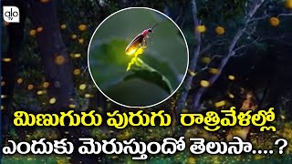 మిణుగురు పురుగు రాత్రివేళల్లో ఎందుకు మెరుస్తుందో తెలుసా Why The Glow Worms At Night  ALO TV [upl. by Channing]