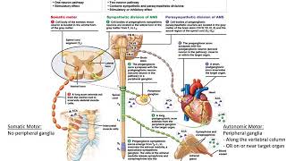 Chapter 15 ANS and Visceral Sensory [upl. by Khichabia]