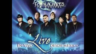 Alacranes Musical quotNo Voy A Llorarquot En Vivo Desde Mexico [upl. by Melodee]