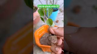 5₹ only salvia babyplant salvia flowers ytshort garden gardening plants plantation marrygols [upl. by Zicarelli]