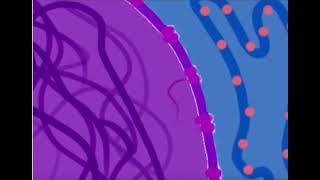 Endomembrane Project Scenario A [upl. by Nauqit]