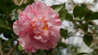 Camellia Japonica February 2024 [upl. by Eliades]