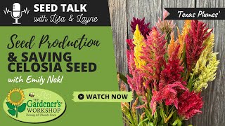 Seed Talk 17  Seed Production amp Saving Celosia Seed with Emily Nekl [upl. by Airrej]