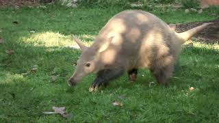 Can You Dig It Meet Zola the Aardvark [upl. by Whatley]