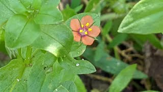 Ці милі червоні квіточки на городі  отруйні Курячі очка польові Anagallis arvensis L [upl. by Zared676]