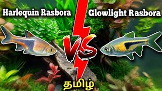 Harlequin Rasbora Vs Glowlight Rasbora  Difference between  Tamil [upl. by Maghutte]