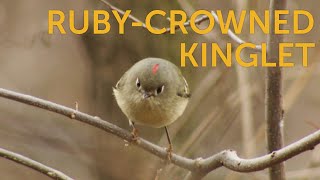 Rubycrowned Kinglet [upl. by Meeka753]