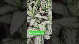 Dieffenbachia Varieties [upl. by Lynch630]