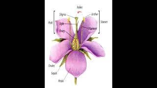 Flower Structure geneticteacher [upl. by Anila28]