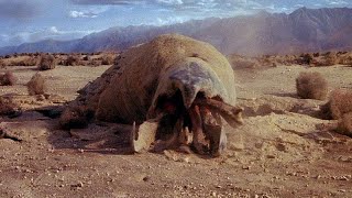 Tremors 1990 All Graboid Scenes main body [upl. by Eudora]