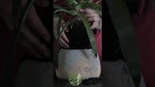 Repotting Guzmania Lingulata from a TooSmall Pot  ASMR Plant Rescue asmr plants indoorplant [upl. by Uol475]