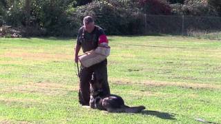 Braux Schutzhund training [upl. by Ainafets]