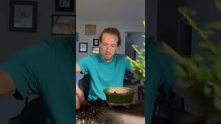 Turning a Fukien tea tree into bonsai bonsai indoorplants gardening trending trees art hiphop [upl. by Anneyehc884]