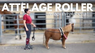 JE TESTE LATTELAGE EN ROLLER AVEC UN FALABELLA 😂😅 [upl. by Drislane]