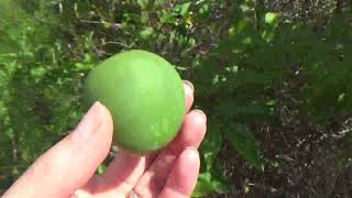 Maypop  edible wild fruit of Florida What a beauty [upl. by Karna]