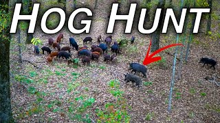 2 HOGS 2 ARROWS  BOWHUNTING WILD HOGS in TEXAS [upl. by Nospmis]