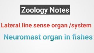 Lateral line System in fishesNeuromast organs notes [upl. by Koffler]