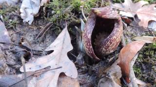 Capital Naturalist Skunk Cabbage Blooming [upl. by Haral]