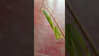 Grasshopper🦗 subscribe my channel plz [upl. by Web183]