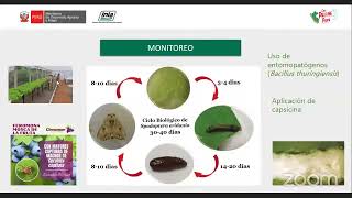 Control fitosanitario en agricultura hidropónica [upl. by Ativahs]