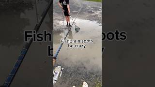 Fishbrain has the weirdest spots fishing fish fishingvideo [upl. by Lymn238]