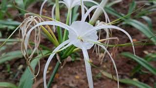 Flowers of Hymenocallis littoralis [upl. by Atsedom522]