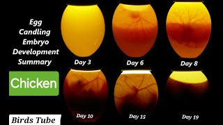 Egg Candling from day 1 to 21  Egg Candling Process [upl. by Yxor]