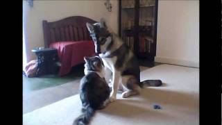 Tamaskan dog playing with cat [upl. by Reeva703]