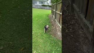 Retired show champion Border terrier dog never forgets how to trot [upl. by Stephana]