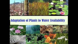 Plant Adaptation to water Adaptation of plants to water availability [upl. by Korns]