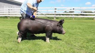 2016 Berkshire Hog College Gilt [upl. by Ekim445]