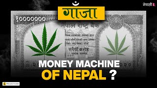 Ganja Next Big Thing For Nepal [upl. by Yssej582]