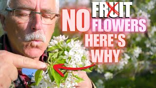 8 reasons WHY your Fruit Tree isn’t PRODUCING FRUITFLOWERS [upl. by Tito]