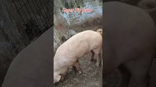 Big boar large white pig🔥pig animals shorts pets viralvideo [upl. by Riabuz]