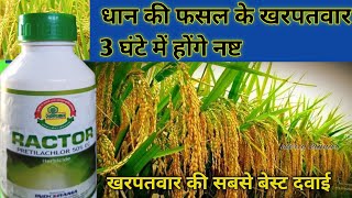 RACTOR PRETILACHLOR 50 EC HERBICIDE धान की फसल के खरपतवार नाशक दवा [upl. by Moraj73]