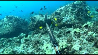 Spearfishing the Shallows  Speargun Session  Big Uhu  Catch and Cook  Big Island of Hawaii [upl. by Loleta]